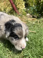 Ranger, a male Australian Shepherd for sale in Vista, CA – Photo 4 of 8