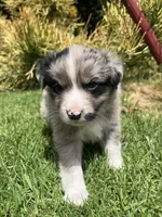 Ranger, a male Australian Shepherd for sale in Vista, CA – Photo 1 of 8