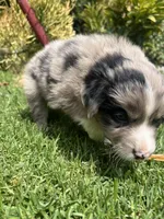 Ranger, a male Australian Shepherd for sale in Vista, CA – Photo 5 of 8