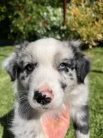 Maverick, a male Australian Shepherd for sale in Vista, CA – 3 of 9