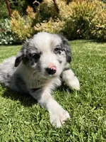 Maverick, a male Australian Shepherd for sale in Vista, CA – 8 of 9