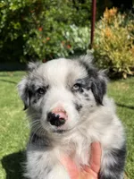 Maverick, a male Australian Shepherd for sale in Vista, CA – 9 of 9