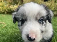 Maverick, a male Australian Shepherd for sale in Vista, CA – Photo 3 of 8