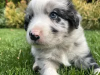 Maverick, a male Australian Shepherd for sale in Vista, CA – Photo 1 of 8