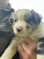 Maverick, a male Australian Shepherd for sale in Vista, CA – Photo 6 of 8