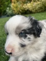 Maverick, a male Australian Shepherd for sale in Vista, CA – Photo 5 of 8