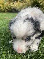 Maverick, a male Australian Shepherd for sale in Vista, CA – Photo 7 of 8