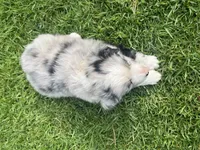 Maverick, a male Australian Shepherd for sale in Vista, CA – Photo 2 of 8