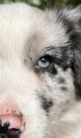 Maverick, a male Australian Shepherd for sale in Vista, CA – 2 of 9