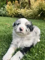 Maverick, a male Australian Shepherd for sale in Vista, CA – Photo 4 of 8