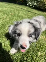 Maverick, a male Australian Shepherd for sale in Vista, CA – 4 of 9