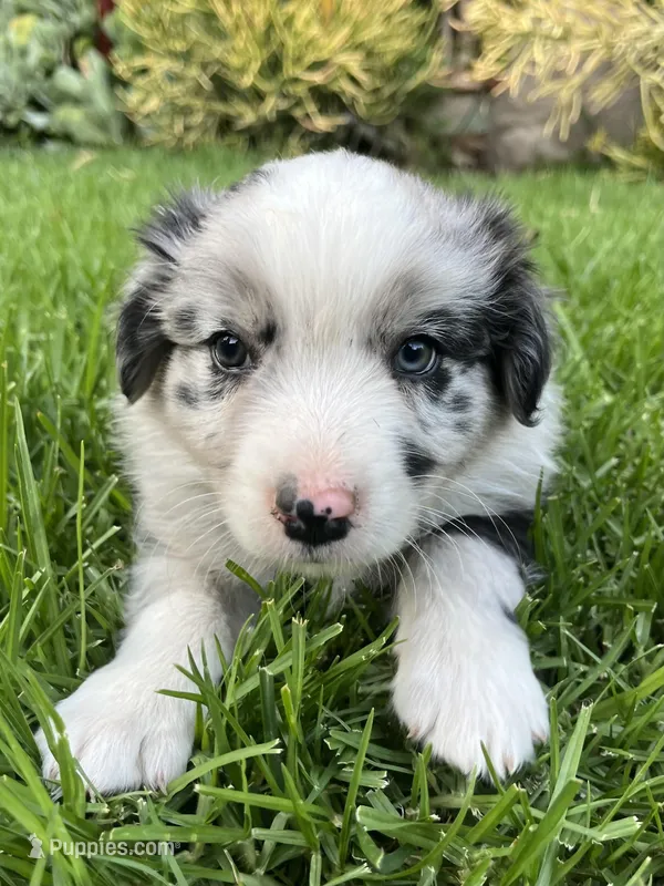 Maverick – Australian Shepherd puppy for sale in Vista, CA