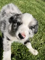 Maverick, a male Australian Shepherd for sale in Vista, CA – 6 of 9