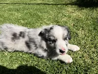 Maverick, a male Australian Shepherd for sale in Vista, CA – 7 of 9