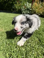Maverick, a male Australian Shepherd for sale in Vista, CA – 5 of 9