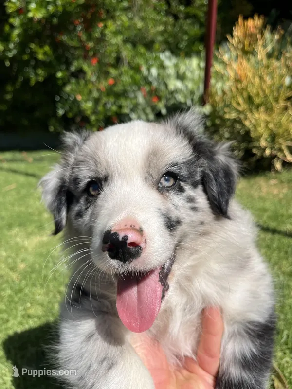 Maverick – Australian Shepherd puppy for sale in Vista, CA