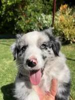 Maverick, a male Australian Shepherd for sale in Vista, CA – 1 of 9