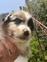 Scout, a female Australian Shepherd for sale in Vista, CA – Photo 4 of 7