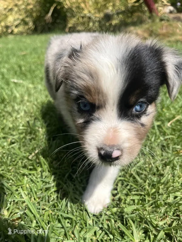 Scout – Australian Shepherd puppy for sale in Vista, CA