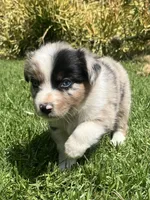 Scout, a female Australian Shepherd for sale in Vista, CA – Photo 3 of 7