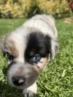Scout, a female Australian Shepherd for sale in Vista, CA – Photo 2 of 7