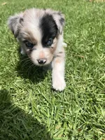 Scout, a female Australian Shepherd for sale in Vista, CA – Photo 6 of 7