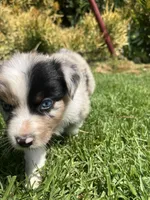 Scout, a female Australian Shepherd for sale in Vista, CA – Photo 5 of 7
