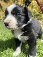 Ace, a male Australian Shepherd for sale in Vista, CA – Photo 2 of 8