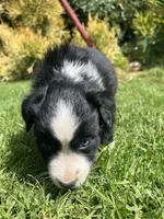 Ace, a male Australian Shepherd for sale in Vista, CA – Photo 4 of 8