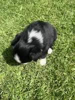 Ace, a male Australian Shepherd for sale in Vista, CA – Photo 3 of 8