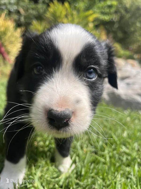 Ace – Australian Shepherd puppy for sale in Vista, CA