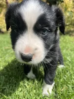 Ace, a male Australian Shepherd for sale in Vista, CA – Photo 6 of 8
