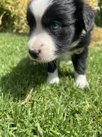Ace, a male Australian Shepherd for sale in Vista, CA – Photo 7 of 8