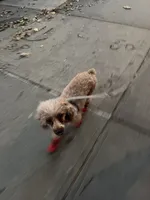 Cameral, a female Poodle - Toy  for sale in Greenpoint, NY – 5 of 7