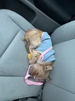 Lady, a female Yorkshire Terrier for sale in Greenpoint, NY – 2 of 4