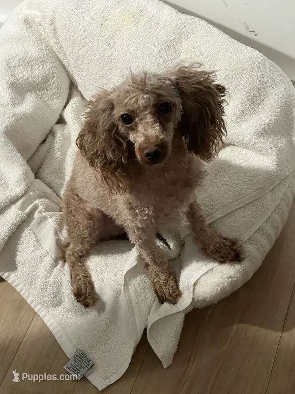 Cameral – Poodle - Toy  puppy for sale in Greenpoint, NY