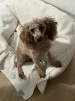 Cameral, a female Poodle - Toy  for sale in Greenpoint, NY – 1 of 7