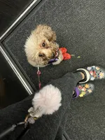 Cameral, a female Poodle - Toy  for sale in Greenpoint, NY – 6 of 7