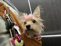 Lady, a female Yorkshire Terrier for sale in Greenpoint, NY – 1 of 4