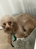 Cameral, a female Poodle - Toy  for sale in Greenpoint, NY – 3 of 7