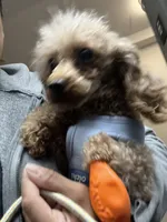 Cameral, a female Poodle - Toy  for sale in Greenpoint, NY – 4 of 7