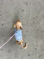 Lady, a female Yorkshire Terrier for sale in Greenpoint, NY – 3 of 4