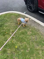 Lady, a female Yorkshire Terrier for sale in Greenpoint, NY – 4 of 4