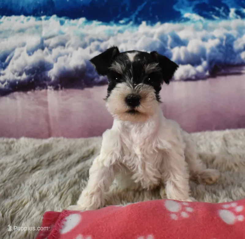Ellie Mae – Miniature Schnauzer puppy for sale in Seagraves, TX