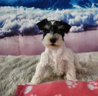 Ellie Mae, a female Miniature Schnauzer for sale in Seagraves, TX – 1 of 4