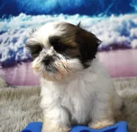 2421, a male Shih Tzu for sale in Seagraves, TX – 4 of 5