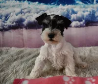 Ellie Mae, a female Miniature Schnauzer for sale in Seagraves, TX – 2 of 4