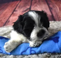 male 408 white/black, a male Shih Tzu for sale in Seagraves, TX – 2 of 5