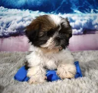 2419, a male Shih Tzu for sale in Seagraves, TX – 4 of 6