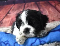 male 408 white/black, a male Shih Tzu for sale in Seagraves, TX – 3 of 5